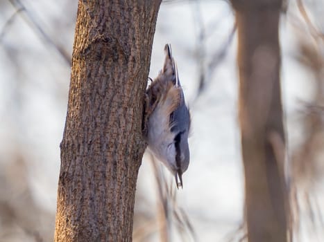 Close-up portrait of Nuthatch perched or Sitta europaea on tree trunk in winter park. Nuthatch perched or Sitta europaea with sunflower seed in beak. Frost wintertime. Birdwatching concept.