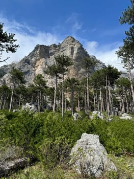 landscape on rocks and coniferous pine forest
