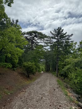 forest road and coniferous green forest