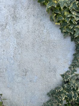 Grey Vintage Wall and Green Leaves Texture Texture As Background