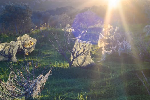 Amidst the distant hills, the early morning sun casts a warm glow over a vineyard.