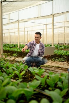 Young man using laptop to analyze crop development in a greenhouse. Smart farming concept.