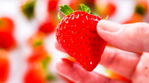 Juicy red strawberries, freshly washed, are spread out to dry on a baking sheet, carefully lined with paper towels to absorb excess moisture and prevent mold.