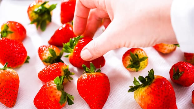Juicy red strawberries, freshly washed, are spread out to dry on a baking sheet, carefully lined with paper towels to absorb excess moisture and prevent mold.