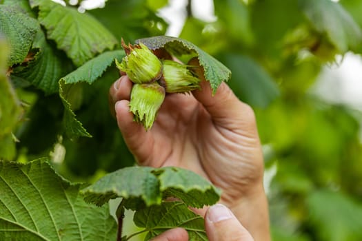 Close-up of male farmer hands plucks collects ripe hazelnuts from a deciduous hazel tree bunch in garden. Growing raw nuts fruit on plantation field. Harvest autumn farm time. Healthy natural eco food
