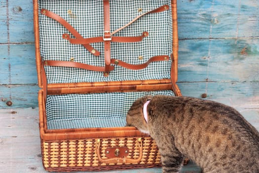 A small cat doesn't want to go on vacation