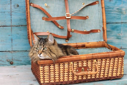 Vacation with pets. A cat lies in an old suitcase