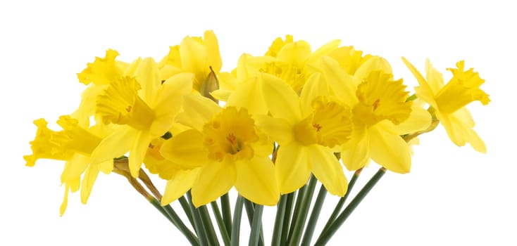 A bouquet of yellow daffodils Lent Lily Narcissus