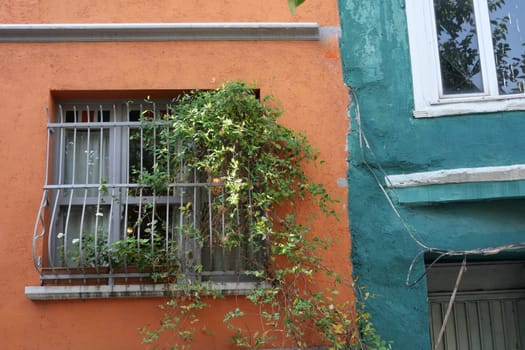 Green vines cover a wall beside a bright orange building in the city.
