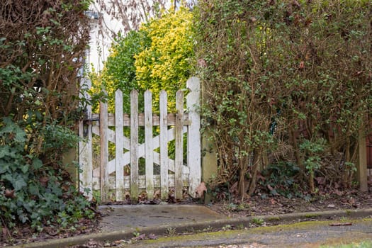 Old weathered and peeled white wooden gate with green bushes hedge, horizontal background.