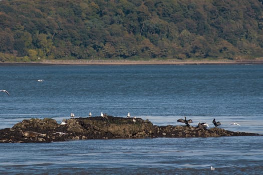 Various sea birds on the ocean rock, telephoto shot