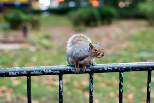 New York City squirrel in the city center in early autumn