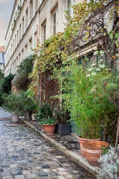 Potted plants and climbing plants in the street