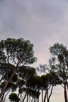 Pine trees in a Roman park