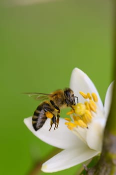 In a serene garden bathed in gentle sunlight, a honey bee diligently collects nectar from a pristine white flower.