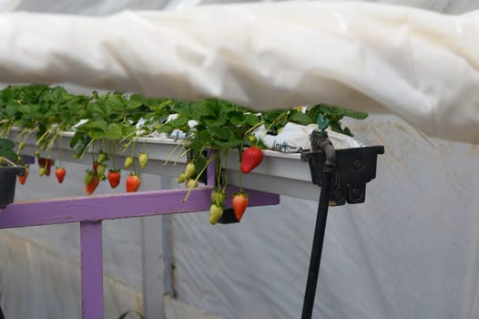 Rows of lush strawberry plants hang from elevated planters inside a greenhouse. Bright red berries dangle alongside green buds, showcasing nature bounty during a warm season.