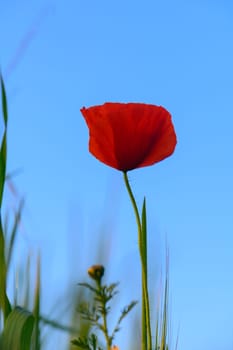A stunning single red poppy rises gracefully from lush green grass, illuminated by the gentle morning sun. The clear blue sky forms a beautiful backdrop, enhancing its striking beauty.