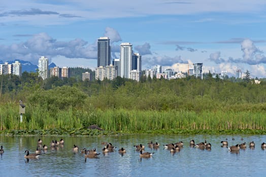 View at Lougheed city center from Burnaby lake neighbourhood with ducks on the water
