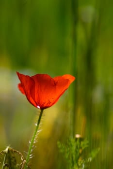 A brilliant red poppy stands tall in a serene meadow, surrounded by vibrant greenery, symbolizing the beauty of nature in full bloom during a sunny day.