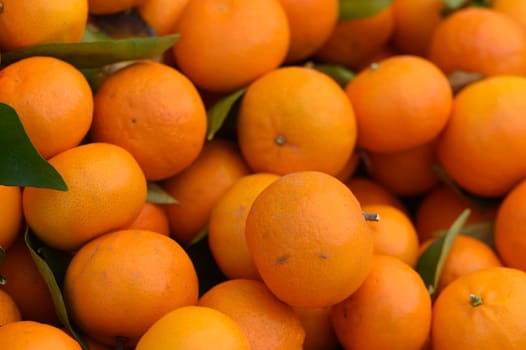 Oranges glisten in the warm sunlight, nestled among fresh green leaves in a thriving orchard. The bright fruits promise a sweet and juicy delight for harvest enthusiasts and visitors alike.