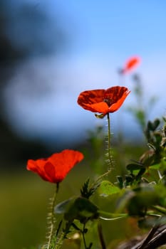 Delicate red poppies stand tall in a vibrant green field, dancing lightly in the warm summer breeze under a clear blue sky, showcasing nature's vivid colors and beauty.
