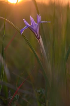 A vibrant purple bloom stands proudly among green grasses, bathed in the warm glow of the setting sun. Nature thrives in this peaceful meadow at twilight, evoking tranquility.