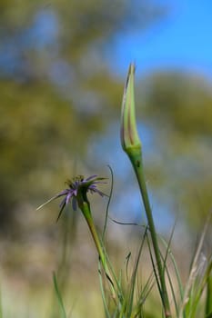 In a picturesque meadow, delicate wildflowers sway gently in the breeze under the warm sunlight of spring. Their colors pop against the lush green grass, bringing joy to nature lovers.