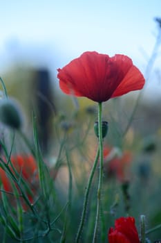 A striking red poppy rises elegantly among green blades of grass and colorful wildflowers under a soft blue sky, capturing the essence of spring's beauty and tranquility.