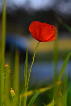 A single bright red poppy stands tall amidst lush green grass, illuminated by soft sunlight in a serene meadow. Nature flourishes nearby as the poppy adds a splash of color.