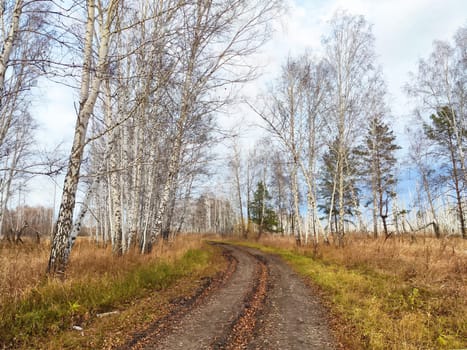 A dirt road meanders through a grove of birch trees, surrounded by dry grass on a clear autumn day.