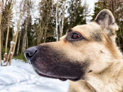 A german shepherd stands in a snowy forest, appreciating the winter cold and natures beauty around it.