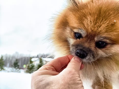 A small pomeranian eagerly takes a treat from a hand, surrounded by a snowy backdrop and gentle falling snowflakes.
