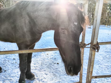 A black horse leans its head through a metal gate in a snowy area, with sunlight illuminating its features on a clear day.