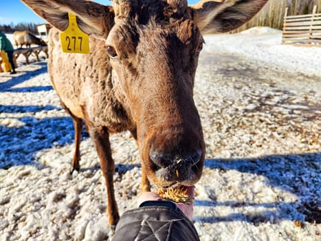 A maral deer approaches a handler to eat from their hand in a snowy farm setting under bright sunlight.