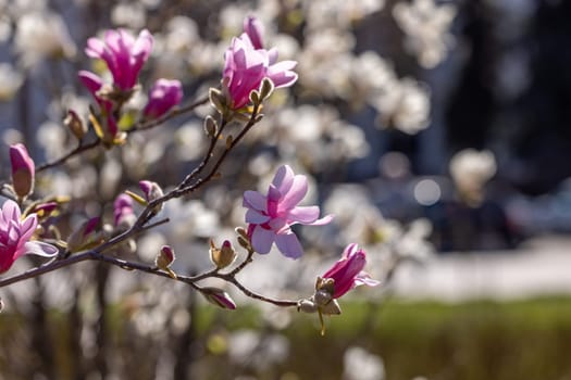 Blooming pink magnolia flowers adorning a branch, basking in warm spring sunlight, create a vibrant scene against a softly blurred background
