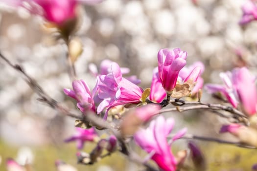 Pink magnolia flowers blooming on a branch in a spring garden, with a blurred background of other blossoms