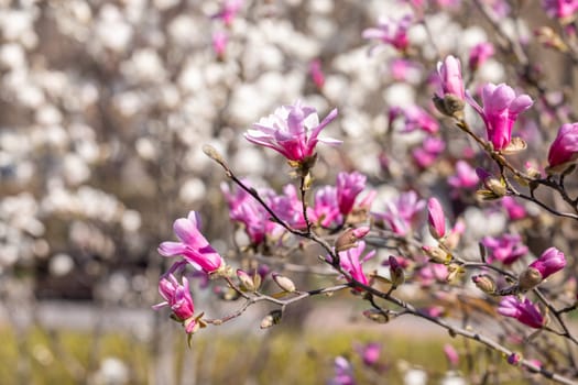 Pink magnolia flowers blooming on a tree branch in springtime with a blurred background of white flowers