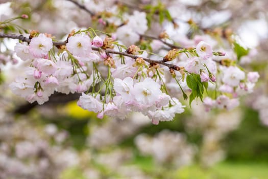 Cherry blossom flowers blooming on a branch in spring, creating a beautiful and delicate display of nature's beauty
