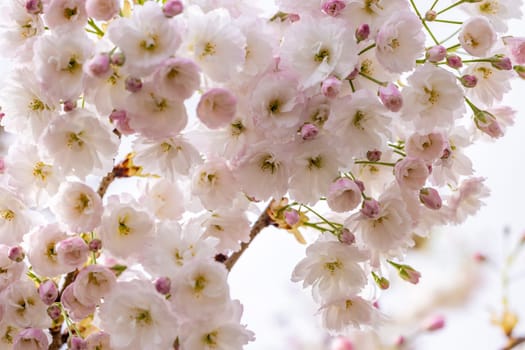 Delicate pink and white sakura flowers blooming on branches, creating a beautiful floral display against a soft background