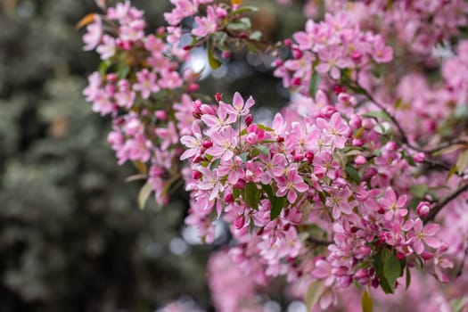 Blooming pink flowers adorning a tree branch, creating a vibrant and stunning spring scenery filled with natural beauty and floral charm