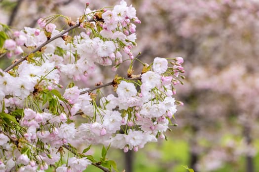 Cherry blossom flowers blooming on a spring day, creating a beautiful and serene natural scene
