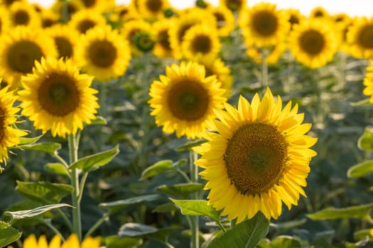 Beautiful sunflowers growing in a field, illuminated by warm sunlight, creating a vibrant and cheerful summer scene