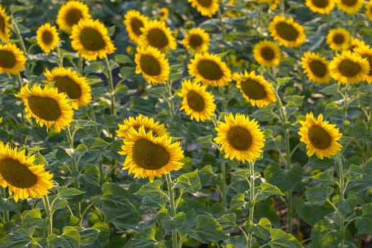 Vibrant yellow sunflowers thriving in a sprawling agricultural field, creating a stunning display of nature's beauty during summer