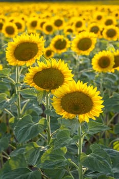 Sunflowers growing in a field illuminated by sunlight, creating a vibrant and beautiful agricultural landscape