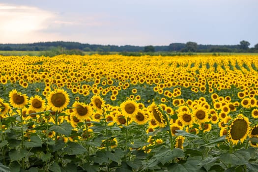 Beautiful sunflowers blooming in an agricultural field, creating a picturesque landscape under a cloudy sky