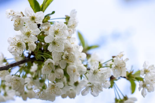 Close up of delicate white cherry blossoms blooming on a branch against a soft blue sky, capturing the essence of spring's arrival