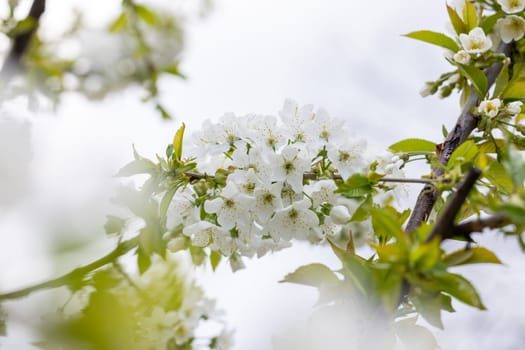 Cherry tree branch blooming with delicate white flowers and fresh green leaves, signaling the arrival of spring