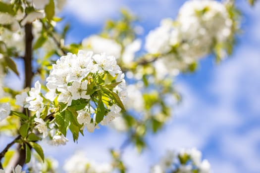 Cherry tree branch with beautiful white flowers blooming against a bright blue sky, capturing the essence of spring