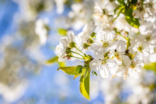 Cherry blossoms blooming under a bright sun on a lovely spring day, creating a stunning natural scene filled with vibrant colors