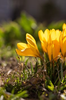 Close up of delicate yellow crocus flowers emerging from green grass, signaling the arrival of spring and renewal of nature